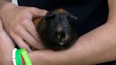 Family offers new guinea pig after Reedley death so owner ‘could find joy again’