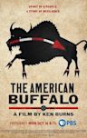 The American Buffalo