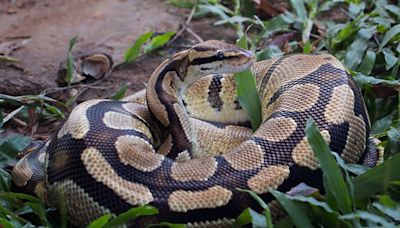 Indonesia: Python Swallows Woman, Body Found Inside Its Belly Later | Here's What Happened