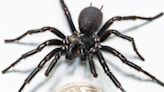 Venomous Spider Named Hercules Sets Record with His Giant Size: 'Biggest Fangs I've Ever Seen'