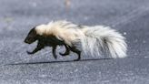 Warm weather means extra-busy skunk mating season in Ohio