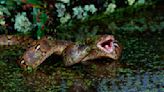 The Reticulated Python Slithers in as the World's Longest Snake