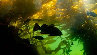 Underwater gardeners work to restore B.C.'s majestic kelp forests