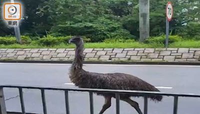 天水圍驚現澳洲鴕鳥 與車輛鬥快跑