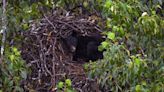 Black bear caught napping in a bald eagle's giant nest on Alaska military base