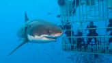 México pone fin a una era al prohibir el turismo de tiburones en Isla Guadalupe