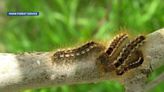 Hair on browntail moth caterpillars can cause skin, respiratory issues