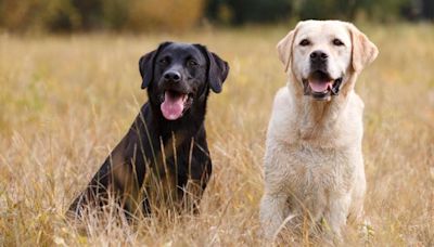 Los ladridos de un perro durante tres días llevan a los rescatadores hasta una anciana con demencia perdida en la ladera de una montaña de Utah