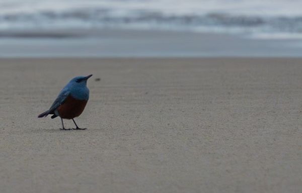 ‘Mega-rare’ bird spotted at Oregon’s Hug Point is first sighting in U.S. history