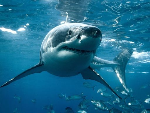 Shark Week! How to avoid attacks and more