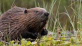 Beavers build 'ideal' habitat for endangered native voles