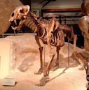 Homotherium