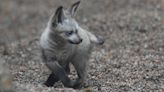 Zoo Knoxville announces the birth of Ziggy the bat-eared fox
