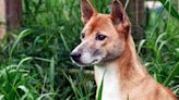 The UK’s Last New Guinea Singing Dog Dies at Zoo