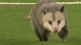 Opossum Runs On Field During Texas Tech Game And Absolutely Refuses To Leave