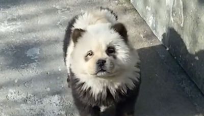 Zoo Dyes Chow Chow Dogs to Look like Pandas and Exhibits the Pups as 'Panda Dogs'