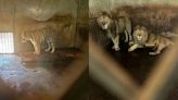 20隻東北虎遭養死！陸動物園爆「經營權糾紛」 動物生存環境超惡劣 | 蕃新聞