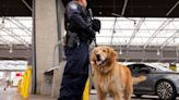 O golden retriever Goose está na linha da frente da luta contra o fentanil na América