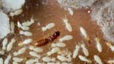 Real estate Q&A: Can condo building force us to leave for termite tenting?