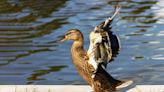 Pet Duck Can’t Get Enough of Dad ‘Throwing’ Him Into the Pool