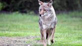 East Bay Regional Park District issues coyote advisory as temperatures warm up