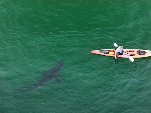 14-Foot Great White Shark Sneaks Up Behind Kayaker