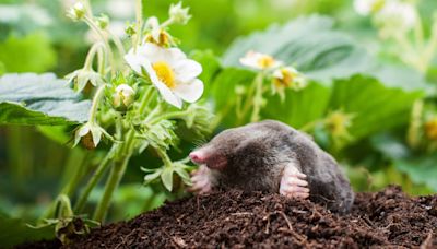 Here's how to get rid of moles in the garden safely