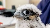 Richmond Falcon Cam chick ‘Red’ developed mass on eyelid, surgery necessary to remove
