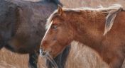 8. A Horse's Tale - Narrated by Kate Winslet