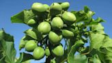 Jatropha curcas: el arbusto que promete revolucionar los biocombustibles