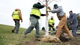 New Columbus law requires tree replacement or fee for tree removal from city property