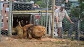 Brave lion brothers rescued from Ukraine settle into new home under African sky