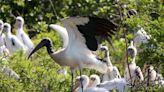 After decades-long comeback for the 4-foot-tall wood stork, federal protections may soon end
