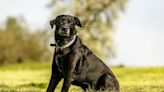 'Distinguished Gentleman' Black Labrador is Colorado Shelter's Longest Canine Resident