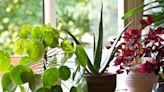 Houseplant myths: An expert sorts fact from fiction