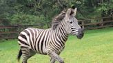 Zebra remains on the loose in Washington state as officials close trailheads to keep people away