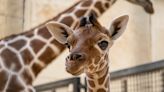 Giraffe born on Remembrance Day named after WWI poet Wilfred Owen
