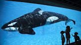 'Shame on Marineland': 'World's loneliest orca' Kiska dies, ending tragic era of captivity in Canada