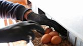 Eggs That Won’t Hatch? Pilgrim’s Warns About US Chicken Supply