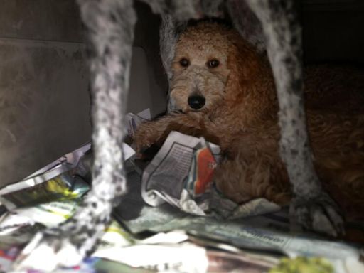 California purging thousands of puppy import records