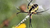 Could giant flying, venomous spiders creep into the DMV? Here's what we know about the Joro