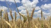 New wheat variety named after K-State coach Bill Snyder