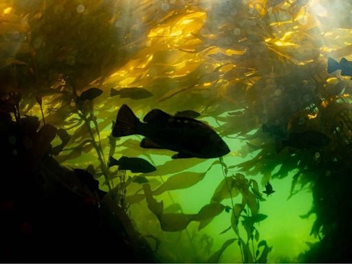 Underwater gardeners work to restore B.C.'s majestic kelp forests