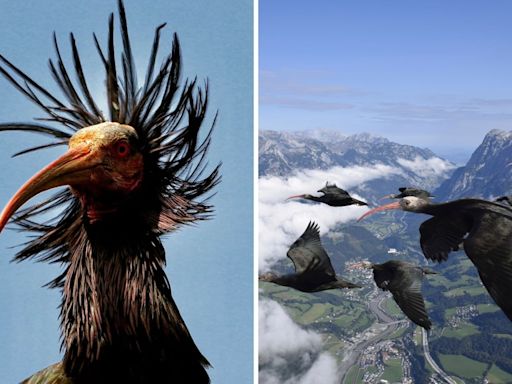 Extinct birds come back to life in Europe: Scientists teach bald ibis to migrate