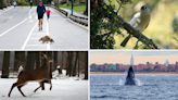 NYC wild animals are New Yorkers too: ‘Give them plenty of space’