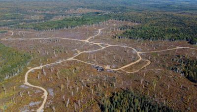 ‘Sustainable’ logging operations are clear-cutting Canada’s climate-fighting forests