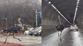 【有片】鴕鳥逃脫！ 通勤車陣中暴走狂奔「與公車競速」