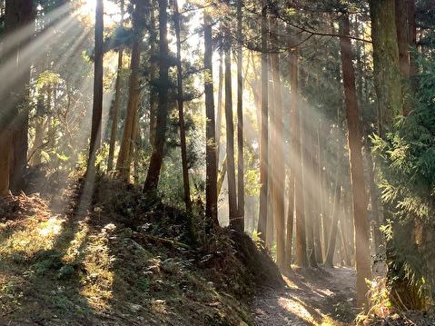 炎炎夏日走入觀霧森林 開箱解說員一日生活