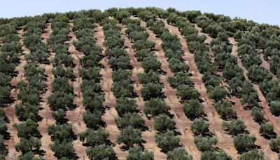 España, primer productor de aceite de oliva, recurre al hueso de aceituna como combustible