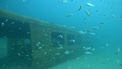 Endangered sea turtles and corals now live in these old subway cars